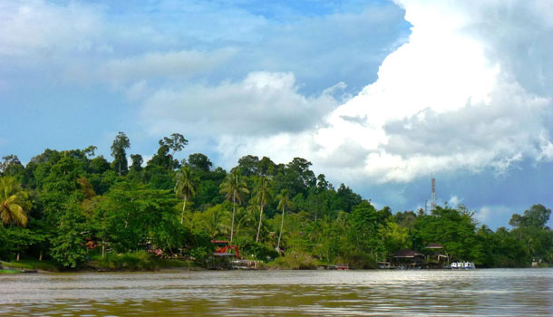 Borneo: Wenn der Nasenaffe angibt
