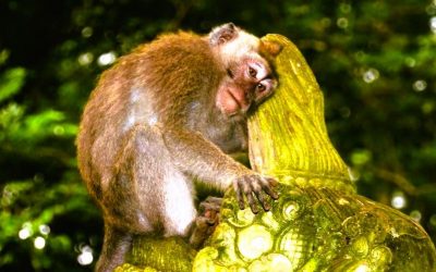 Bali 3 – Monkey Forest: Makaken gucken