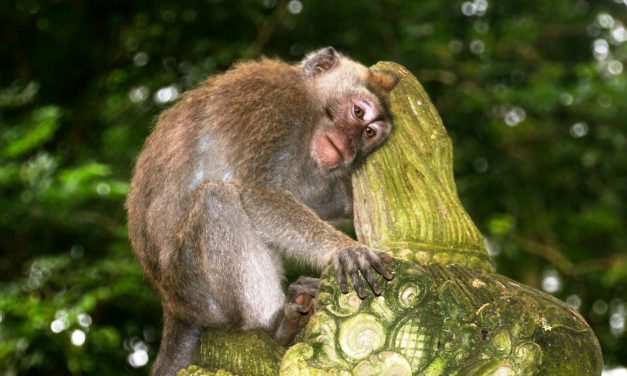 Bali 3 – Monkey Forest: Makaken gucken