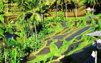 Bali 6: Von Ubud nach Kintamani: Unser Bali