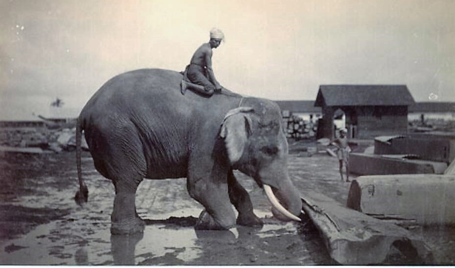 160529_Elefanten_Mythos_Mandalay