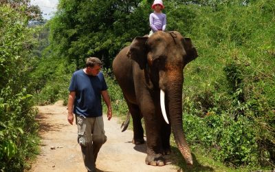 Förster: Elefanten in Camps müssen Geld verdienen