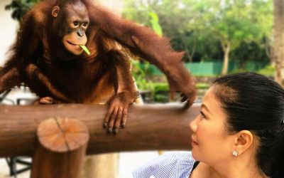 Bali Honeymoon (3): Frühstück mit Orang-Utans…