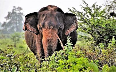 Sri Lanka: Asiens kleines Wunder (Teil 1)