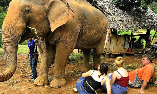 Bodo Förster: Geburtstag mit Elefanten in Mae Sapok