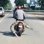 Alle Achtung! Motorradfahren in Thailand und Südostasien