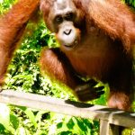 Borneo: Wo die Orang-Utans wild gemacht werden
