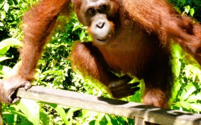 Sepilok Centre Borneo: Wo die Orang-Utans wild gemacht werden