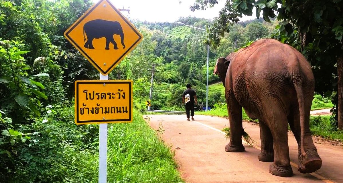Tagebuch 20. Oktober 2020: Bei den Elefanten in Mae Sapok