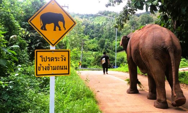 Tagebuch 20. Oktober 2020: Bei den Elefanten in Mae Sapok