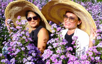 Tagebuch 20. November 2020: Schöne Astern in Mae Rim