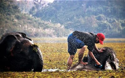 Bodo Förster: Ein Leben für die Elefanten (2)