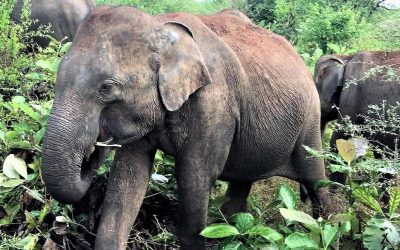 Bodo Förster: Ein Leben für die Elefanten (3)