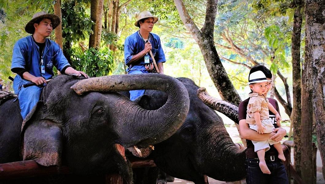Elefantencenter Lampang: 50 Shades of Gray