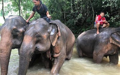 Tagebuch 28. Januar 2022: Von Elefanten und Menschen