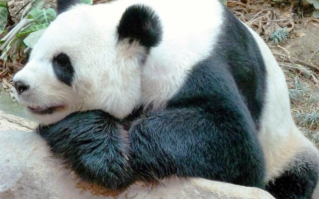 Chiang Mai trauert um Panda Lin Hui