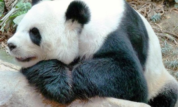 Chiang Mai trauert um Panda Lin Hui