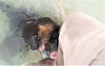 Magische Tage im Mergui-Archipel und ein Otter in der Hose