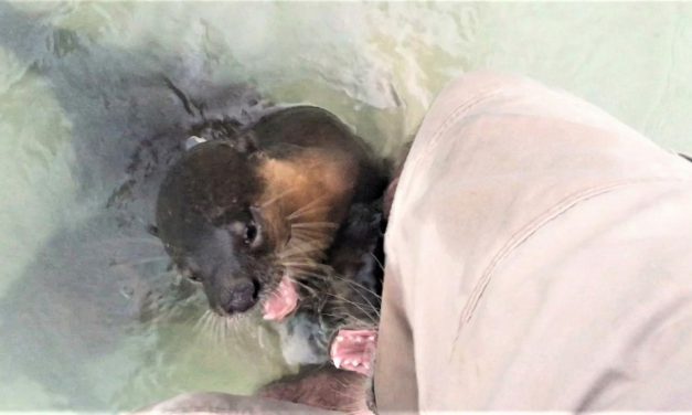 Magische Tage im Mergui-Archipel und ein Otter in der Hose